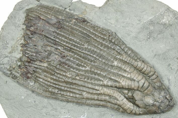Fossil Crinoid (Cydrocrinus) - Crawfordsville, Indiana #246354